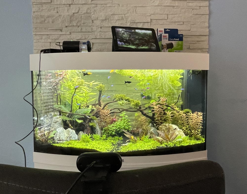 feeder video